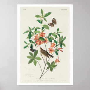 Affiche Paruline mangeuse de vers à tête Brown par Audubon