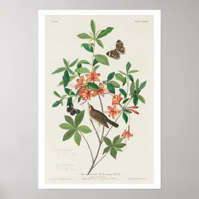 Affiche Paruline mangeuse de vers à tête Brown par Audubon (Devant)