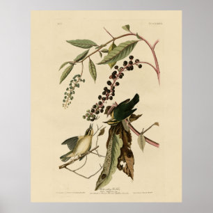 Affiche Paruline mangeuse de vers - Audubon's Birds of Ame