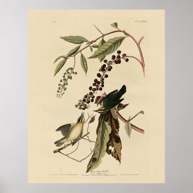 Affiche Paruline mangeuse de vers - Audubon's Birds of Ame (Devant)
