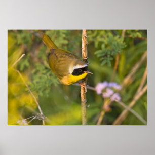 Affiche Paruline masquée (Geothlypis trichas) mâle,