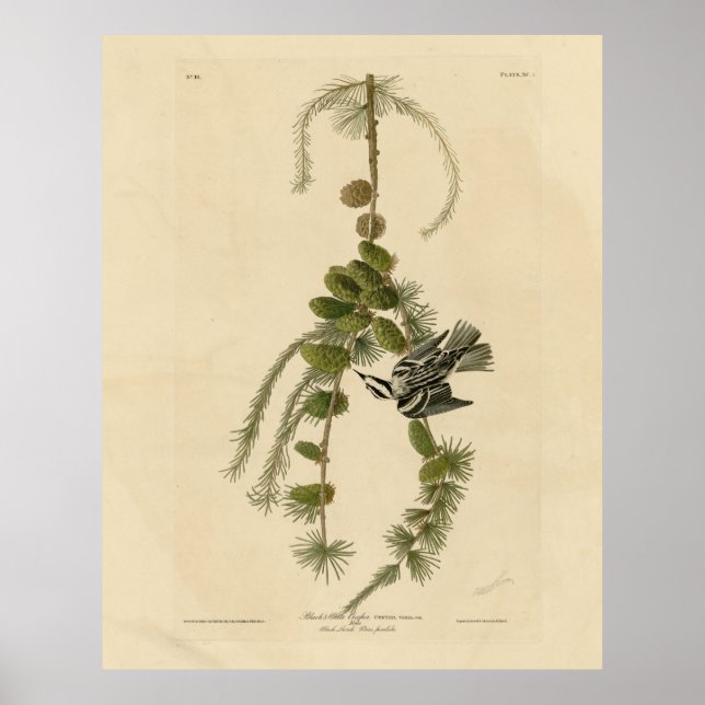 Affiche Paruline noire et blanche - Audubon's Birds of Ame (Devant)