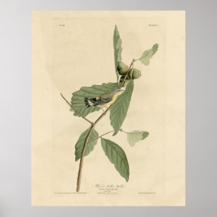 Affiche Paruline noire et jaune, Audubon's Birds of Americ