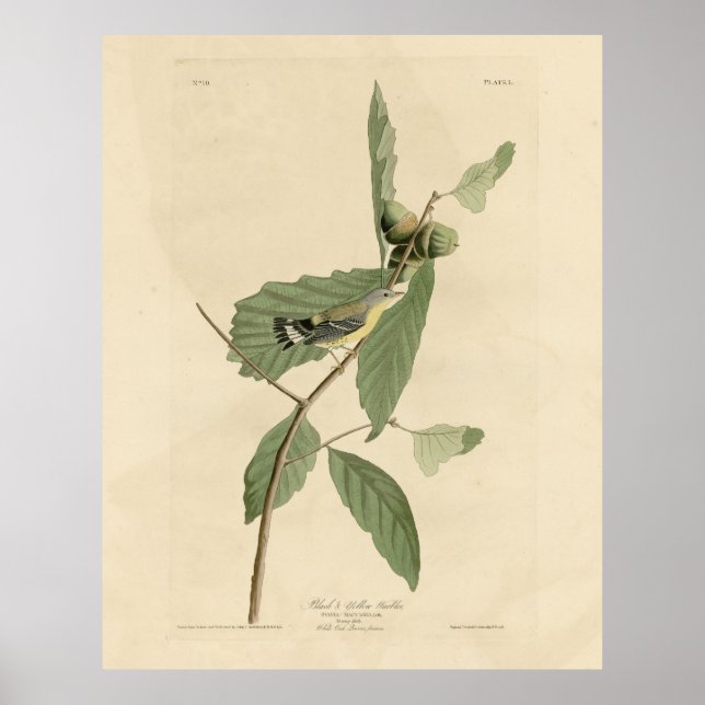 Affiche Paruline noire et jaune, Audubon's Birds of Americ (Devant)