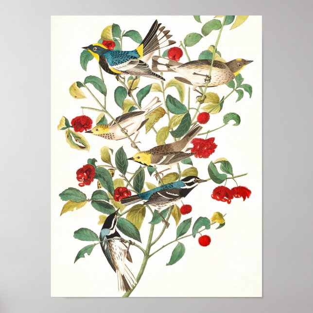 Affiche Paruline par John James Audubon (Devant)