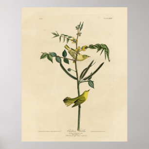 Affiche Paruline pour enfants d'Audubon's Birds of America