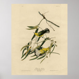Affiche Paruline protonotaire - Audubon's Birds of America