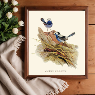 Affiche Paruline Turquoisine Superbe, Oiseaux Vintages