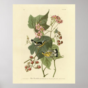 Affiche Parulines jaunes et noires Audubon's Birds of Amer