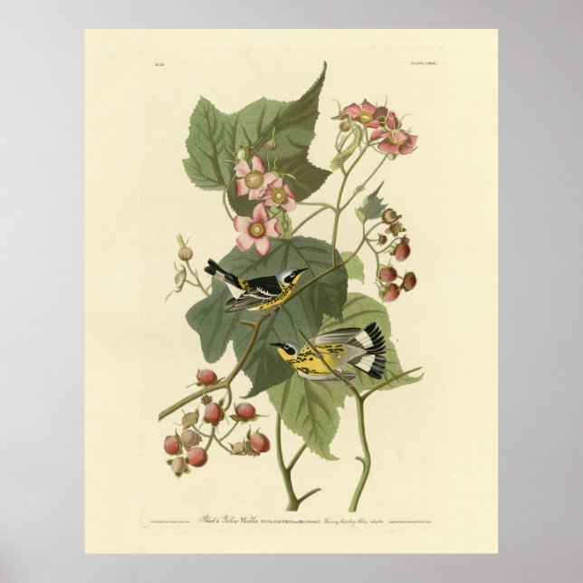 Affiche Parulines jaunes et noires Audubon's Birds of Amer (Devant)