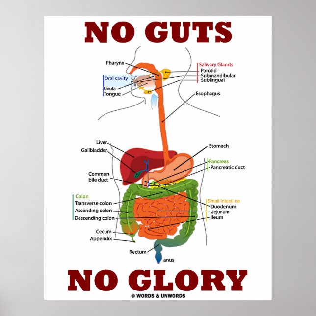 Affiche Pas de gouttes Pas de gloire (Anatomie digestive d (Devant)