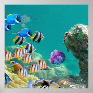 Affiche Pas Seulement Des Poissons Tropicaux Vivent Sur De