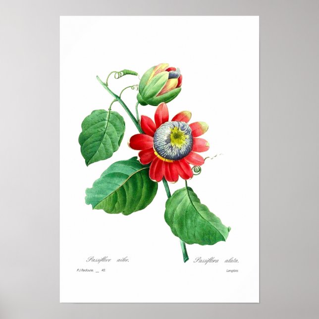 Affiche Passiflora alata (Devant)