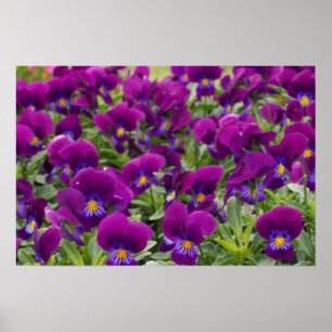 Affiche Passion violette