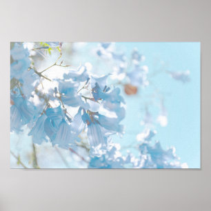 Affiche Pastel Bleu Doux Jacaranda Arbre Fleurs Fleurs