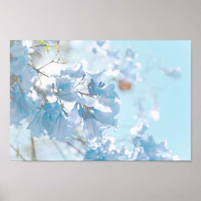 Affiche Pastel Bleu Doux Jacaranda Arbre Fleurs Fleurs (Devant)