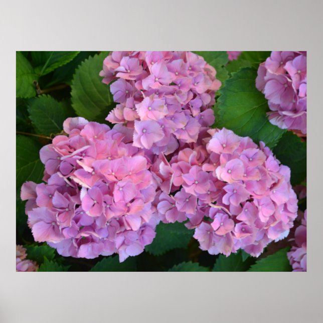 Affiche Pastel rose Hortensia hydrangea fleurs (Devant)