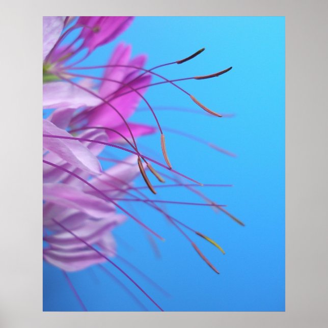 Affiche Pastel Simplicity (Devant)