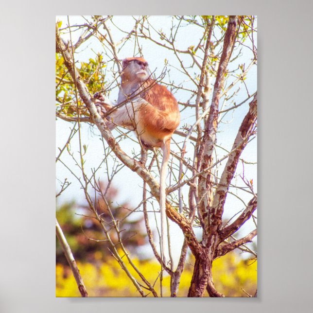 Affiche Patas dans un arbre (Devant)