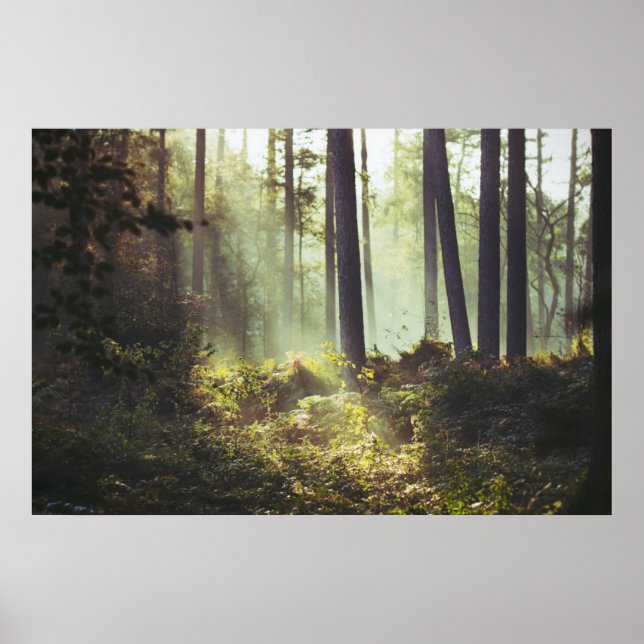 Affiche Patch of Underbrush in the Forest (Devant)