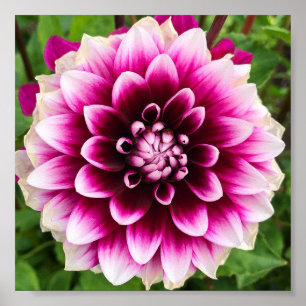 Affiche Patches Dahlia
