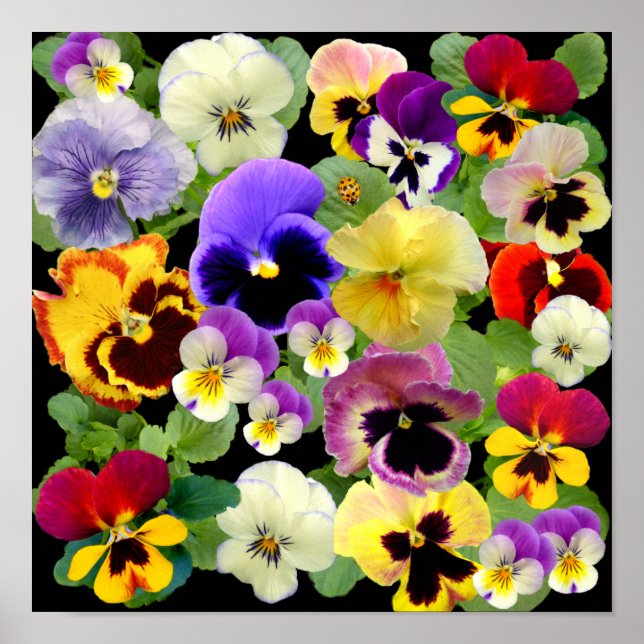 AFFICHE PATCHWORK PANSY ~ IMPRIMER/POSTER (Devant)