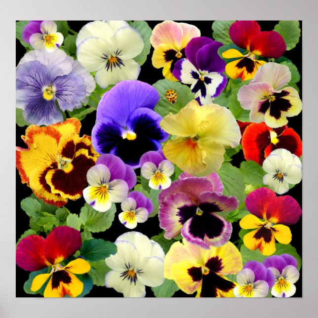 AFFICHE PATCHWORK PANSY ~ IMPRIMER/POSTER (Devant)