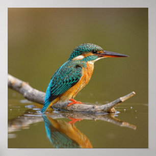 Affiche Patient Kingfisher en Branche - Riverbank Wildlife