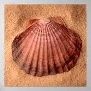 Affiche Patte de lions