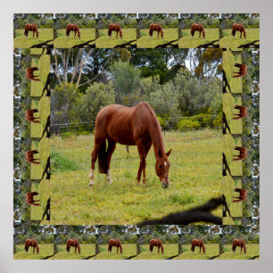 Affiche Pâturage Cheval Brown Borné D'Une Même Image,