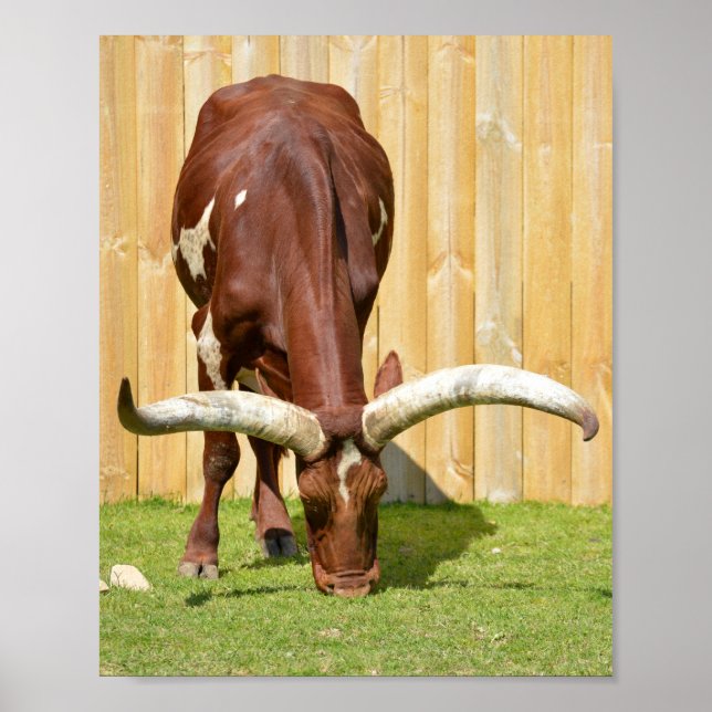 Affiche Pâturage d'Ankole-Watusi (Devant)