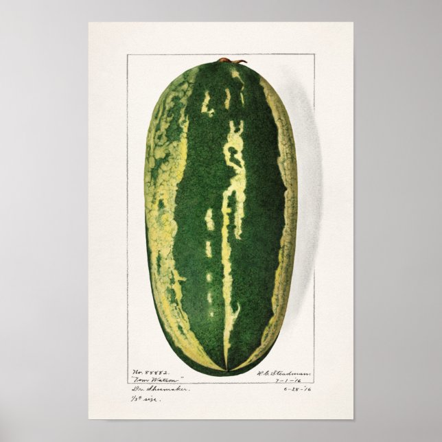 Affiche Pâturage de pastèque (Citrullus Lanatus) (Devant)