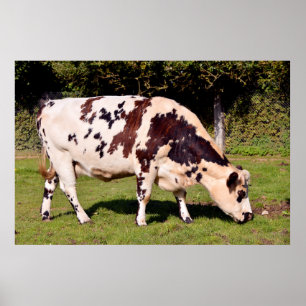 Affiche Pâturage de vaches de Normandie