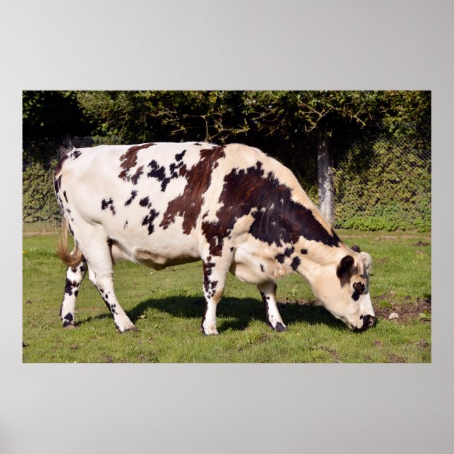 Affiche Pâturage de vaches de Normandie (Devant)