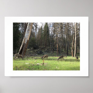 Affiche Pâturage du cerf Yosemite Photographie couleur
