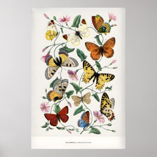 Affiche Paul Servais Papillons Le Jardin des Plantes