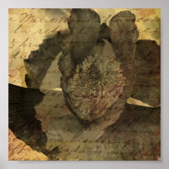 Affiche Pavot 3 (Devant)