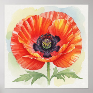 Affiche Pavot aquarelle