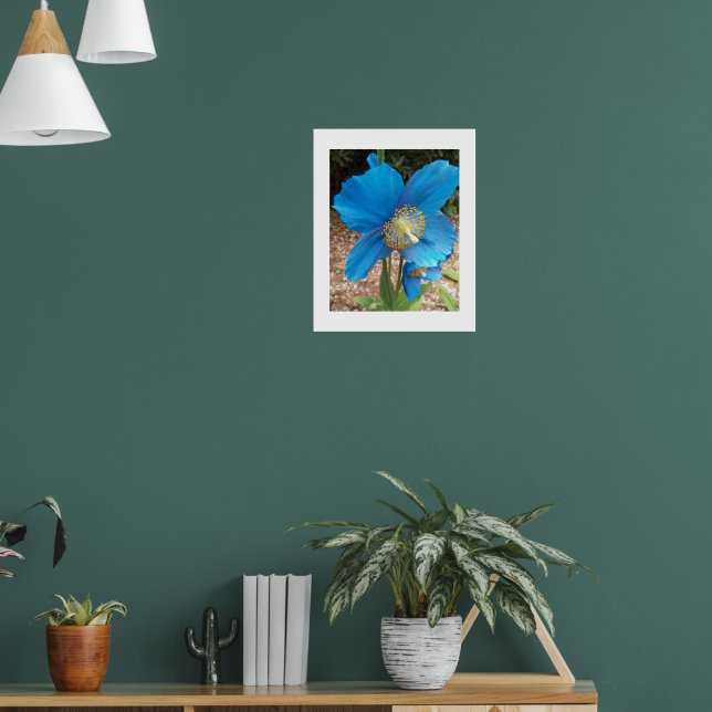 Affiche Pavot bleu de l'Himalaya floral (Salon 1)