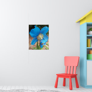 Affiche Pavot bleu de l'Himalaya floral