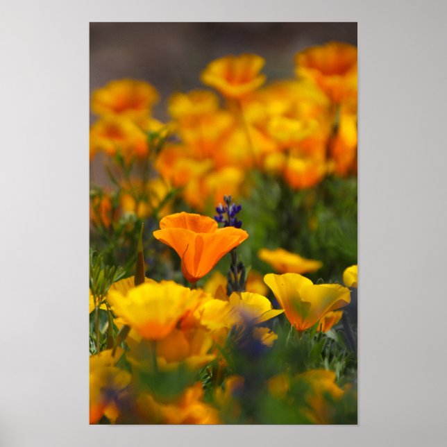 Affiche pavot caché (Devant)