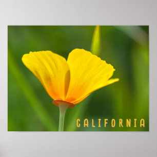 Affiche Pavot de Californie