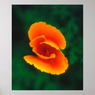 Affiche Pavot de Californie