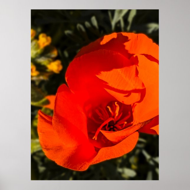 Affiche Pavot de Californie - Poppy de Californie 1 (Devant)