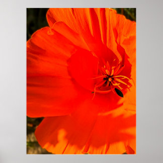 Affiche Pavot de Californie - Poppy de Californie 3