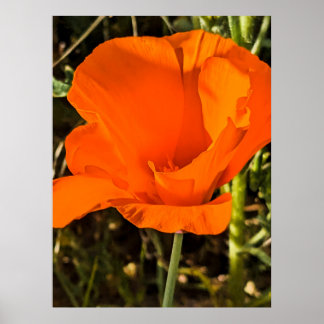 Affiche Pavot de Californie - Poppy de Californie 4