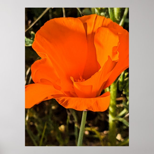 Affiche Pavot de Californie - Poppy de Californie 4 (Devant)