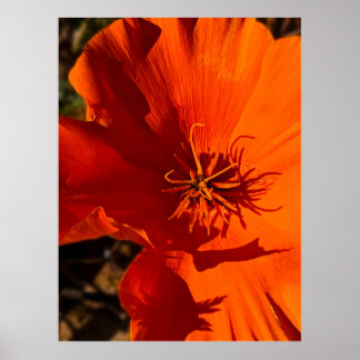 Affiche Pavot de Californie - Poppy de Californie 6