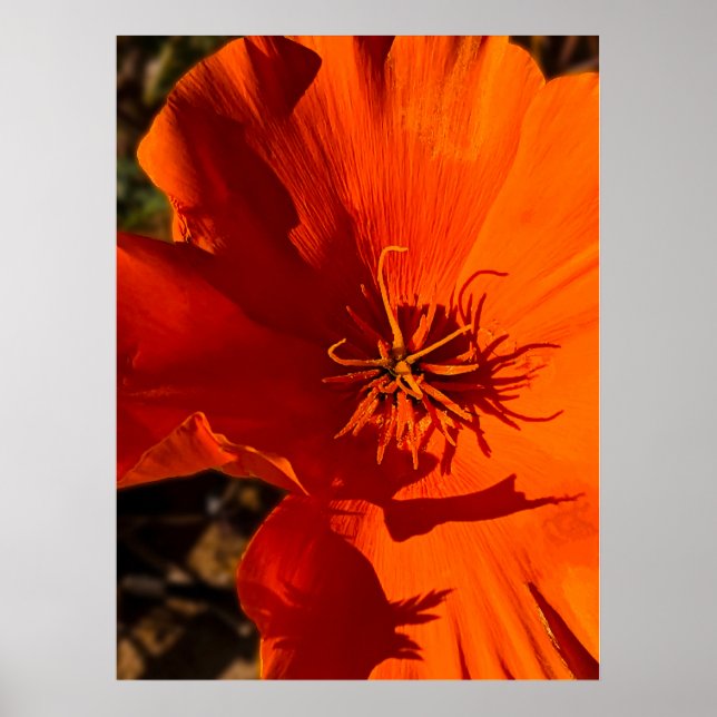 Affiche Pavot de Californie - Poppy de Californie 6 (Devant)