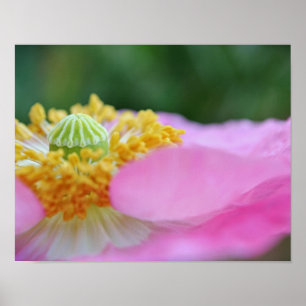 Affiche Pavot rose Gros plan Photographie Imprimer